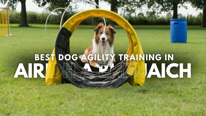 Best Dog Agility Training in Airidh a Bhruaich