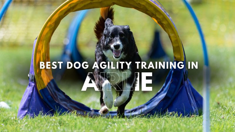 Best Dog Agility Training in Airlie