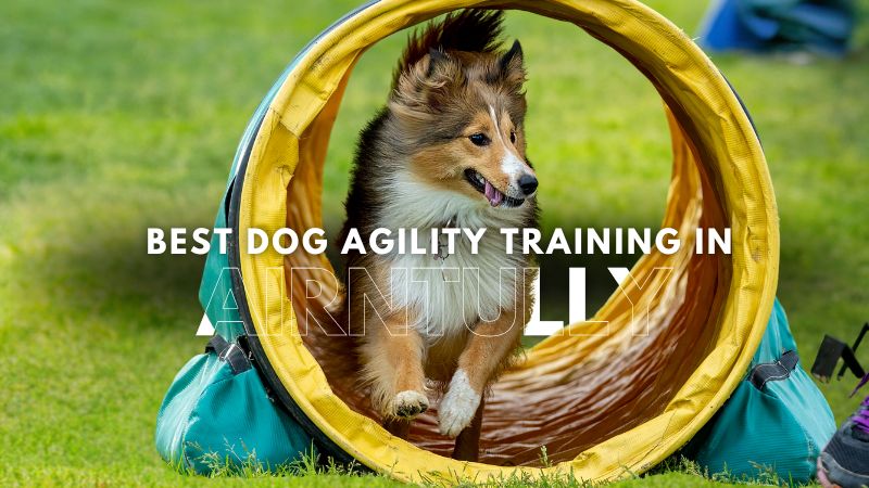 Best Dog Agility Training in Airntully