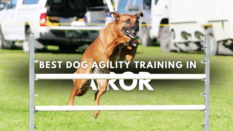 Best Dog Agility Training in Airor