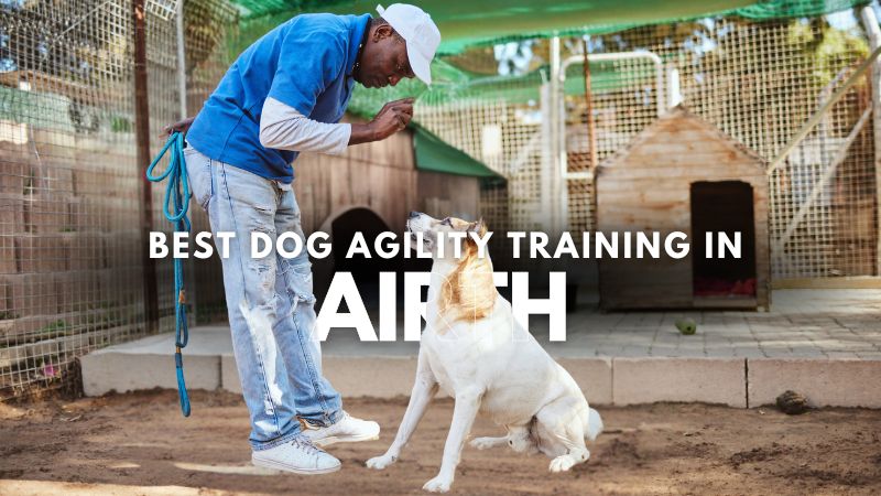 Best Dog Agility Training in Airth