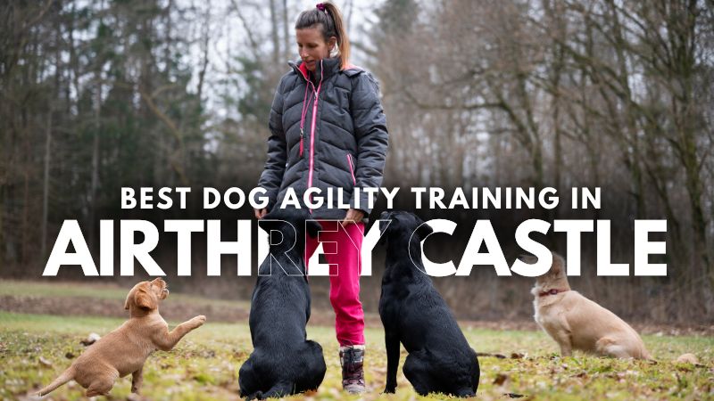Best Dog Agility Training in Airthrey Castle