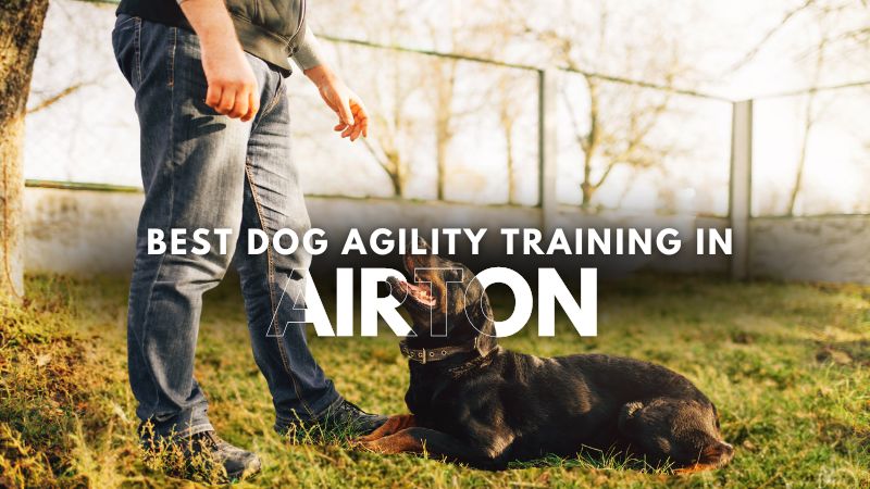 Best Dog Agility Training in Airton