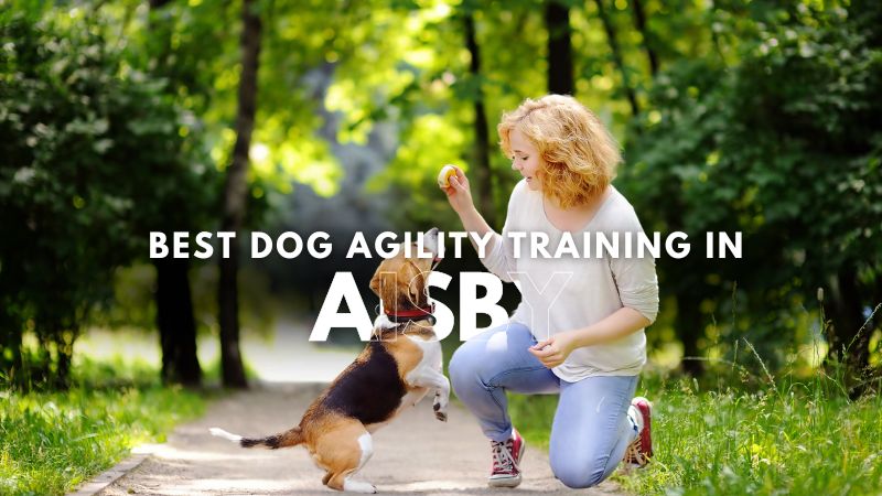 Best Dog Agility Training in Aisby