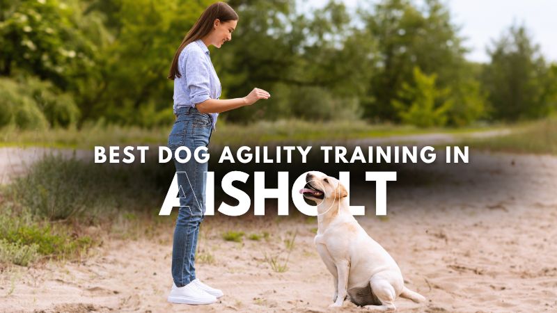 Best Dog Agility Training in Aisholt