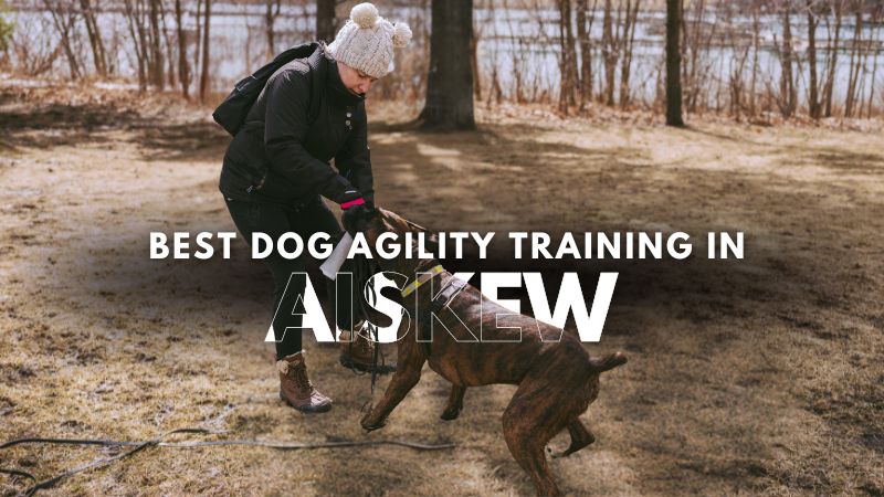 Best Dog Agility Training in Aiskew