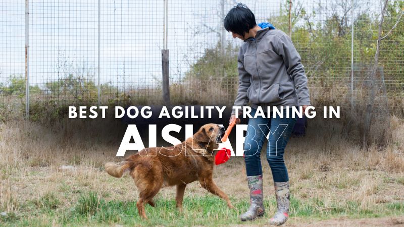 Best Dog Agility Training in Aislaby