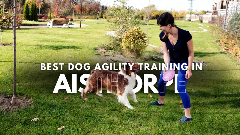 Best Dog Agility Training in Aisthorpe