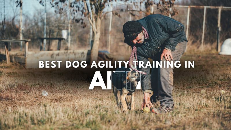 Best Dog Agility Training in Aith