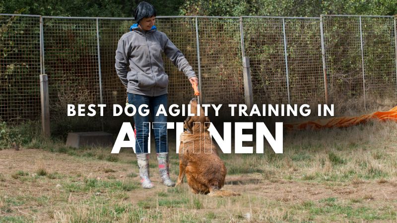 Best Dog Agility Training in Aithnen