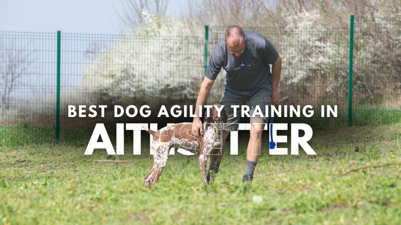Best Dog Agility Training in Aithsetter