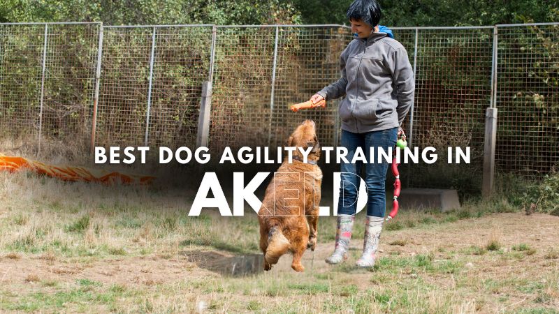 Best Dog Agility Training in Akeld