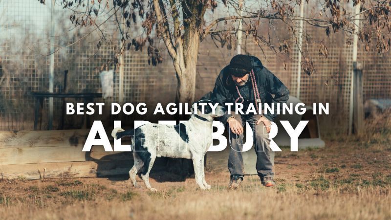 Best Dog Agility Training in Alberbury