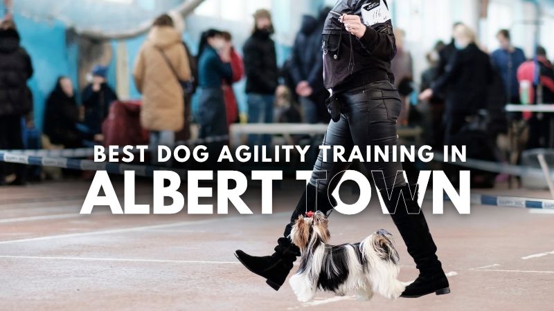 Best Dog Agility Training in Albert Town
