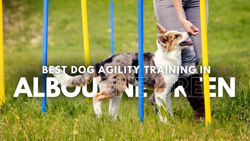 Best Dog Agility Training in Albourne Green