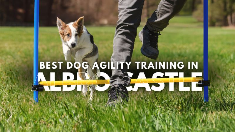 Best Dog Agility Training in Albro Castle