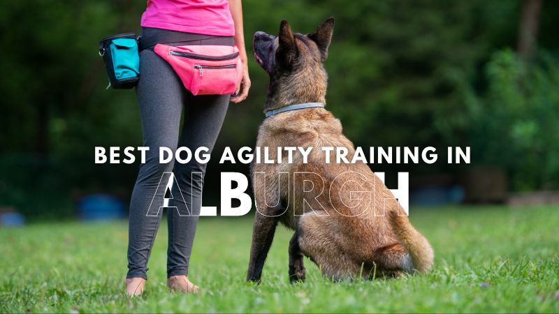 Best Dog Agility Training in Alburgh