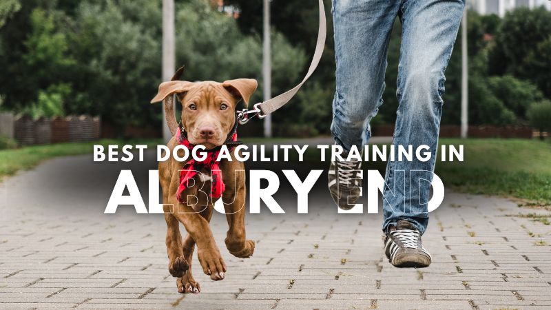 Best Dog Agility Training in Albury End