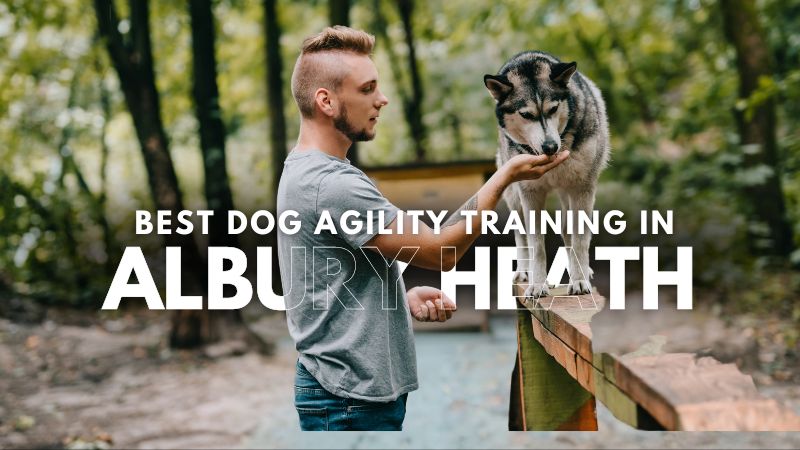 Best Dog Agility Training in Albury Heath