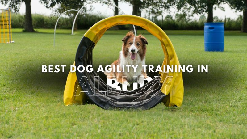 Best Dog Agility Training in Albury