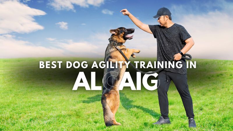 Best Dog Agility Training in Alcaig