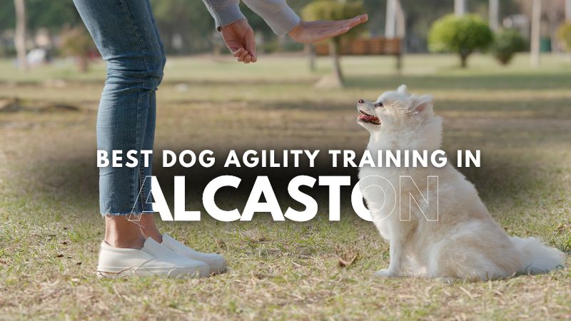 Best Dog Agility Training in Alcaston