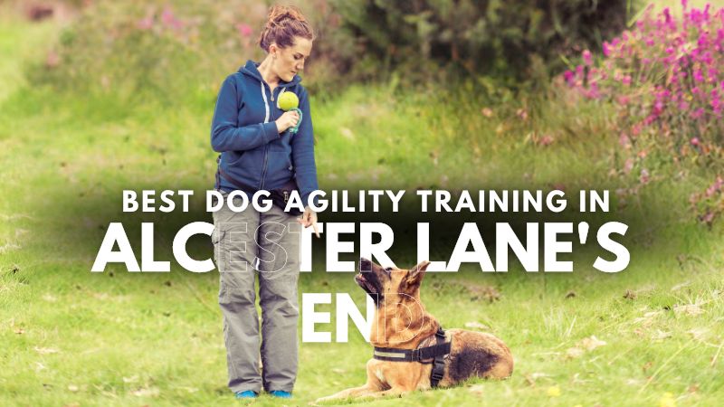 Best Dog Agility Training in Alcester Lane's End