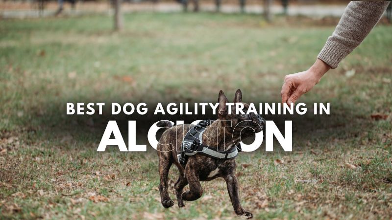 Best Dog Agility Training in Alciston