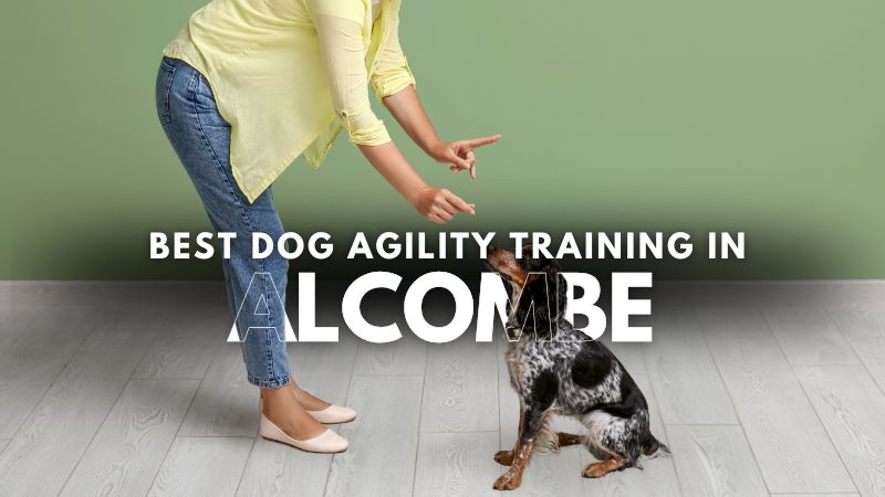 Best Dog Agility Training in Alcombe