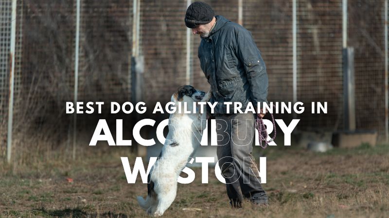 Best Dog Agility Training in Alconbury Weston