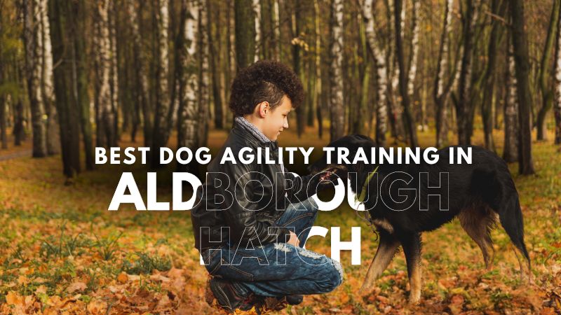 Best Dog Agility Training in Aldborough Hatch