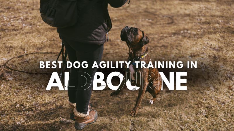 Best Dog Agility Training in Aldbourne