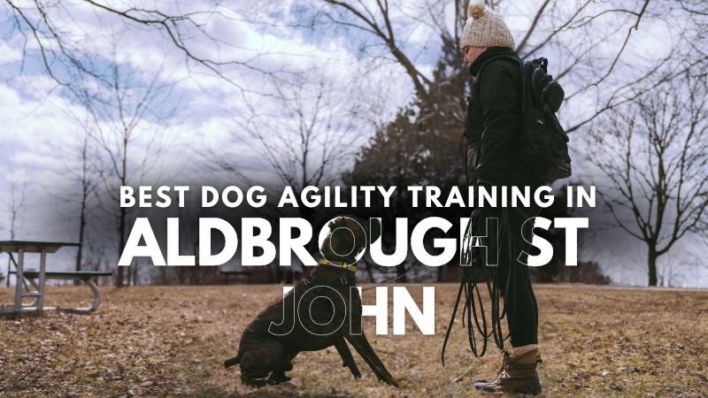 Best Dog Agility Training in Aldbrough St John