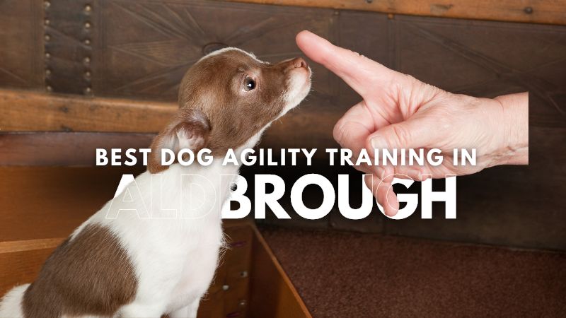 Best Dog Agility Training in Aldbrough