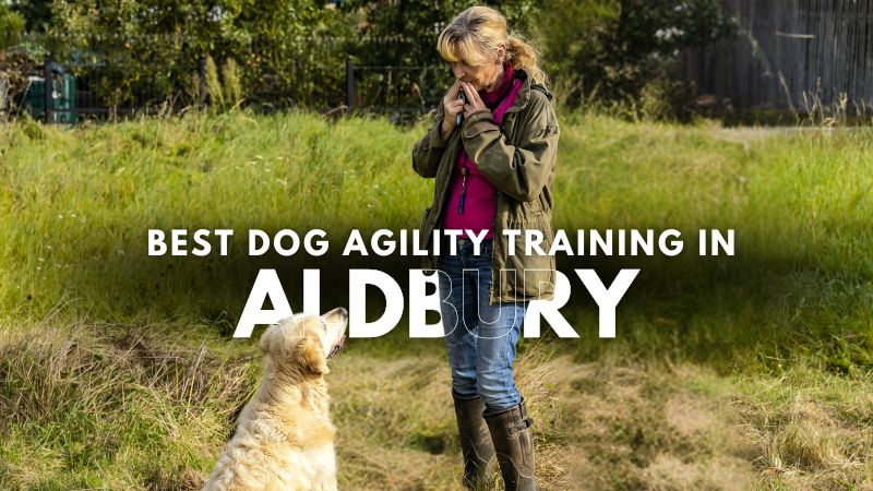 Best Dog Agility Training in Aldbury