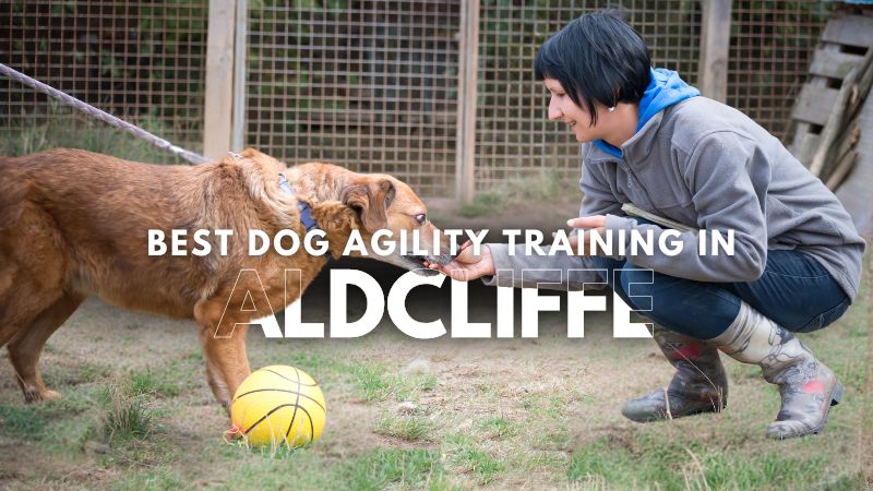 Best Dog Agility Training in Aldcliffe
