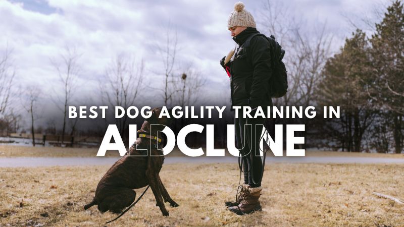 Best Dog Agility Training in Aldclune