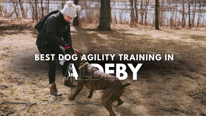Best Dog Agility Training in Aldeby