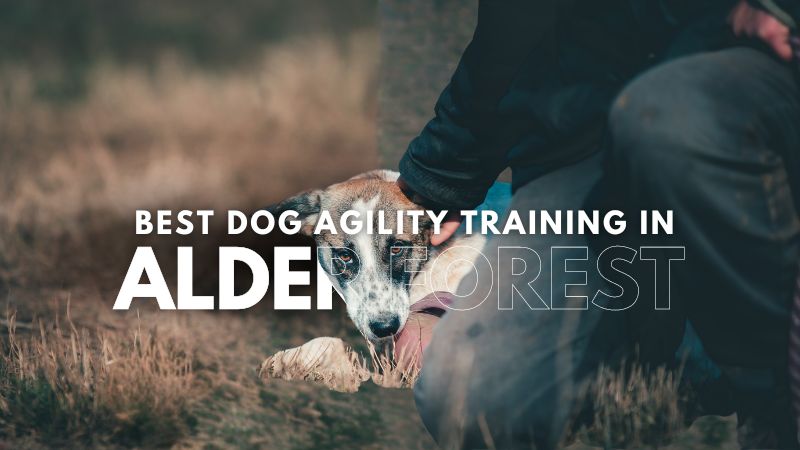 Best Dog Agility Training in Alder Forest
