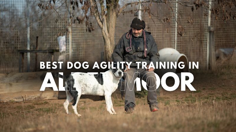 Best Dog Agility Training in Alder Moor