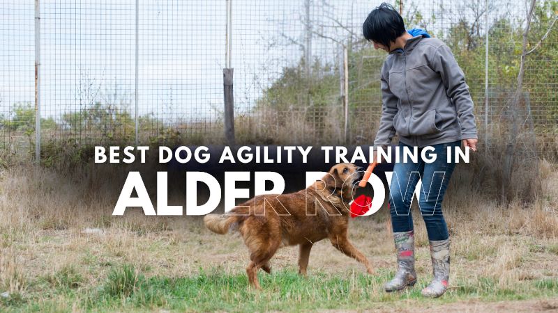 Best Dog Agility Training in Alder Row