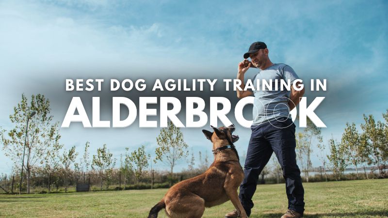 Best Dog Agility Training in Alderbrook