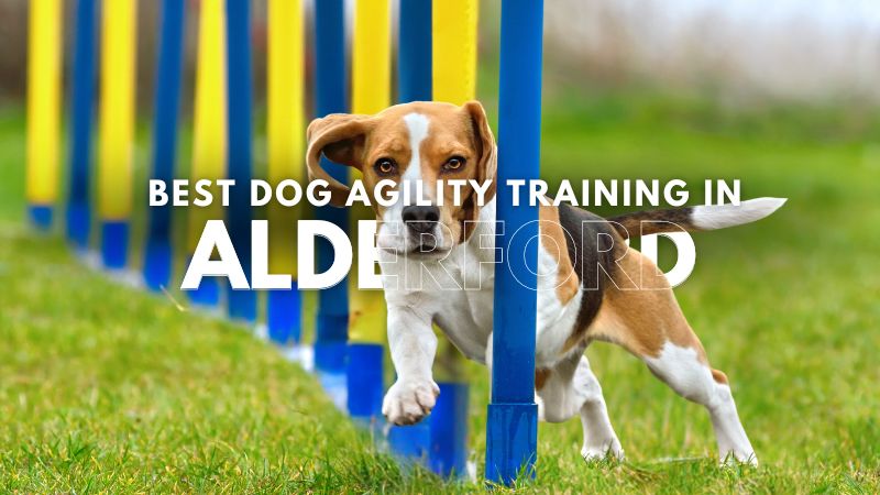 Best Dog Agility Training in Alderford