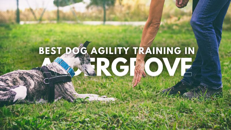Best Dog Agility Training in Aldergrove
