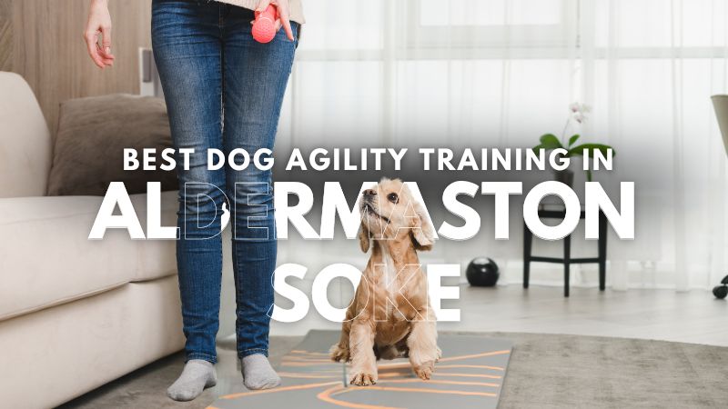 Best Dog Agility Training in Aldermaston Soke