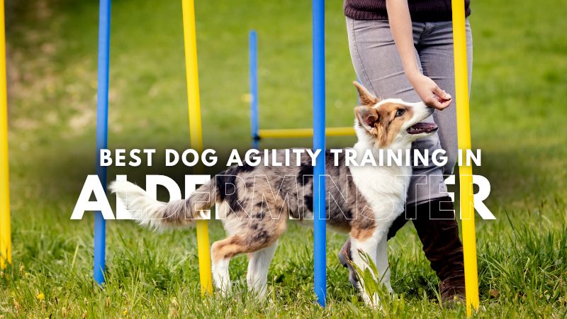 Best Dog Agility Training in Alderminster