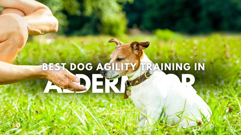 Best Dog Agility Training in Aldermoor