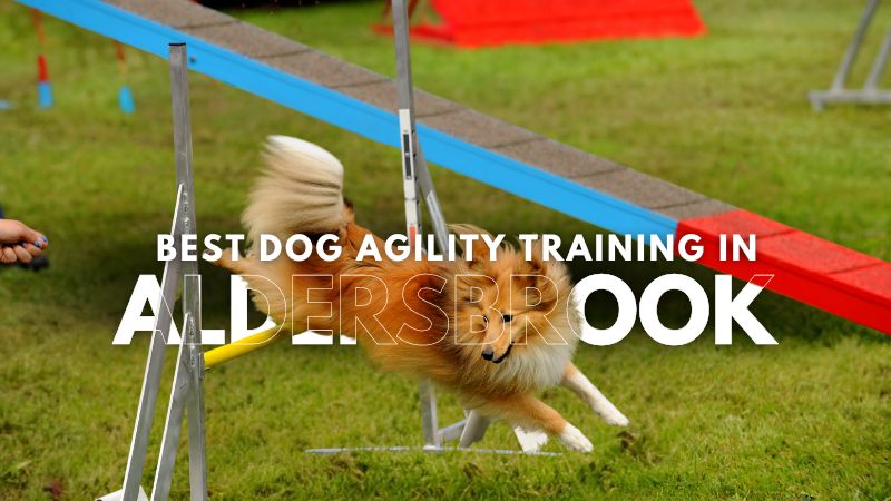 Best Dog Agility Training in Aldersbrook