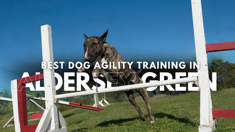 Best Dog Agility Training in Aldersey Green