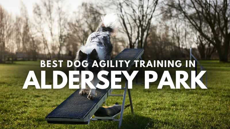 Best Dog Agility Training in Aldersey Park